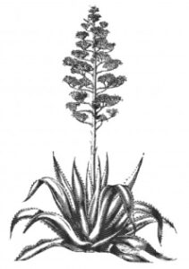 Agave