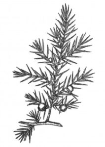 Juniper