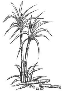 Sugarcane
