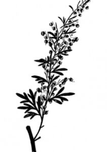 Vermouths & Aperitifs