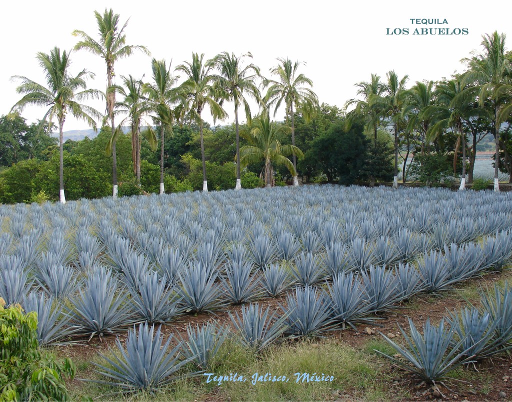 Gallery Image of Tequila Fortaleza Reposado