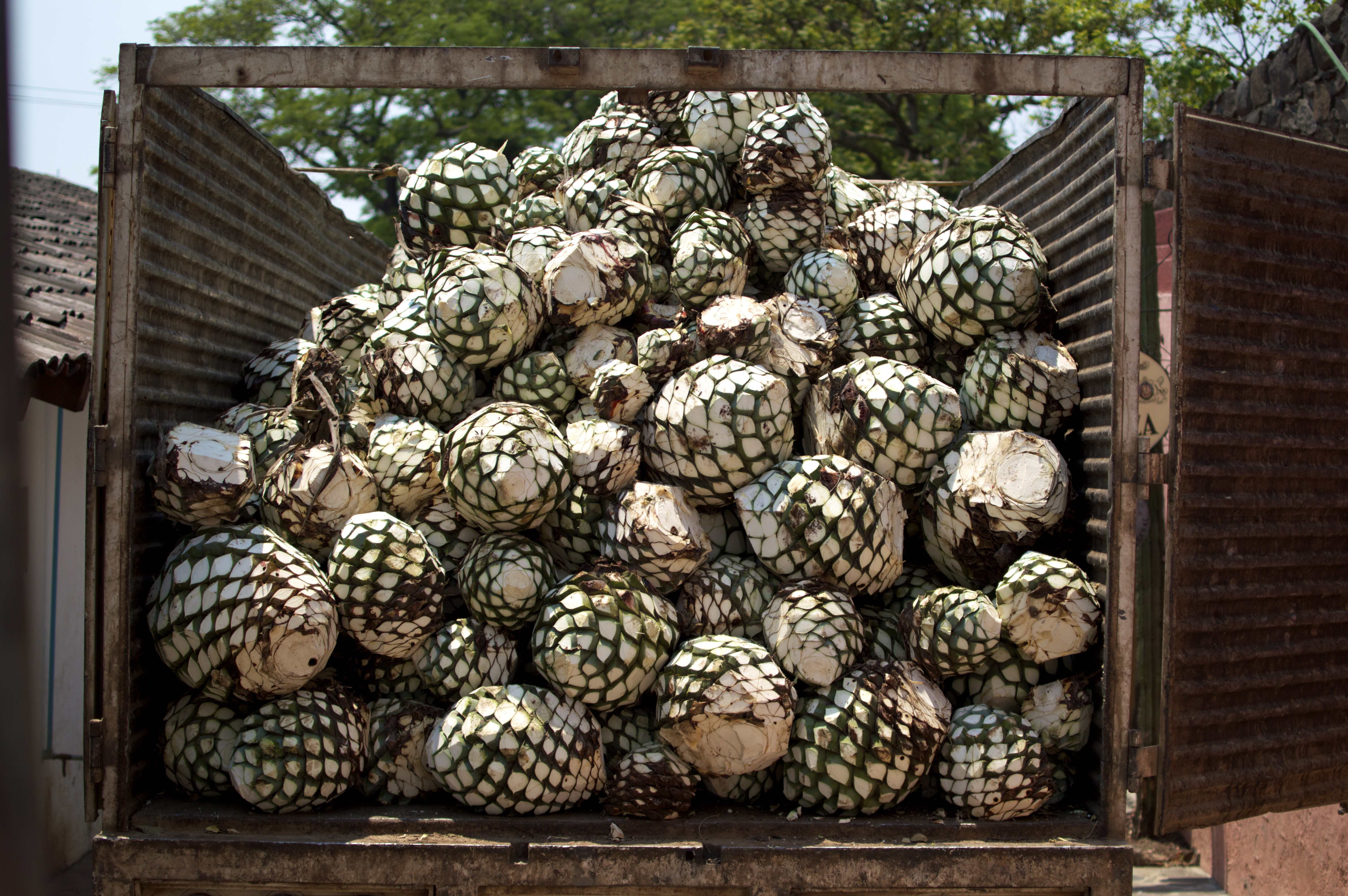 Gallery Image of Tequila Fortaleza Blanco